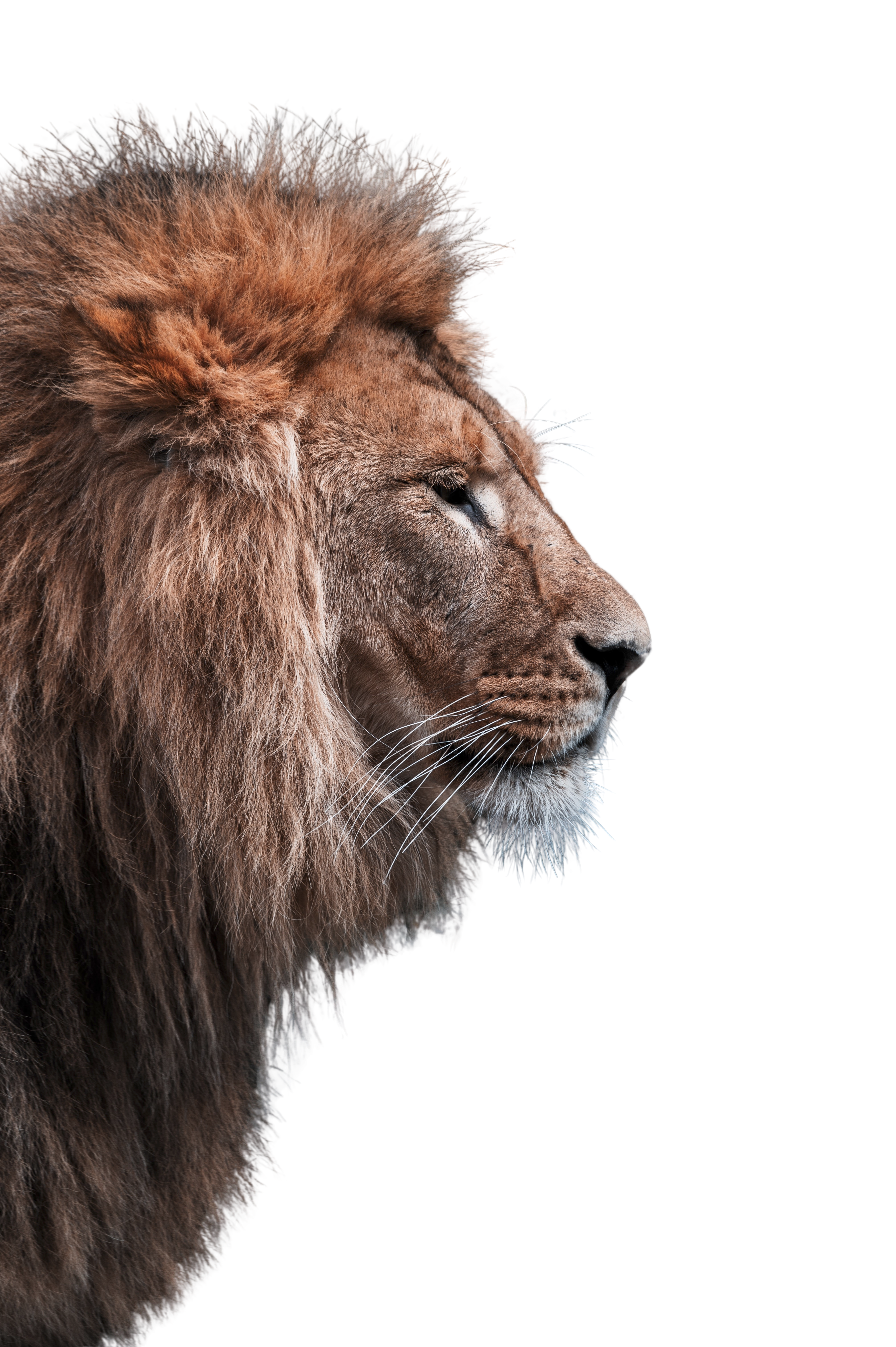 lion image